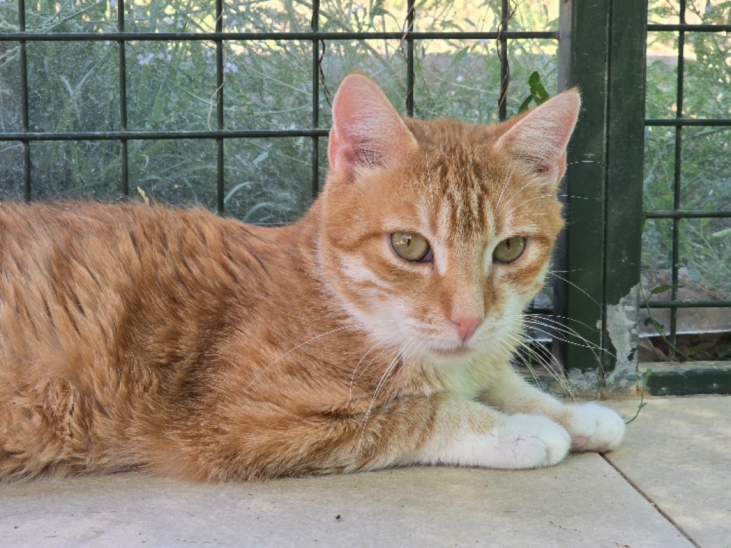 Charlie - Chat Européen à adopter - photo 8