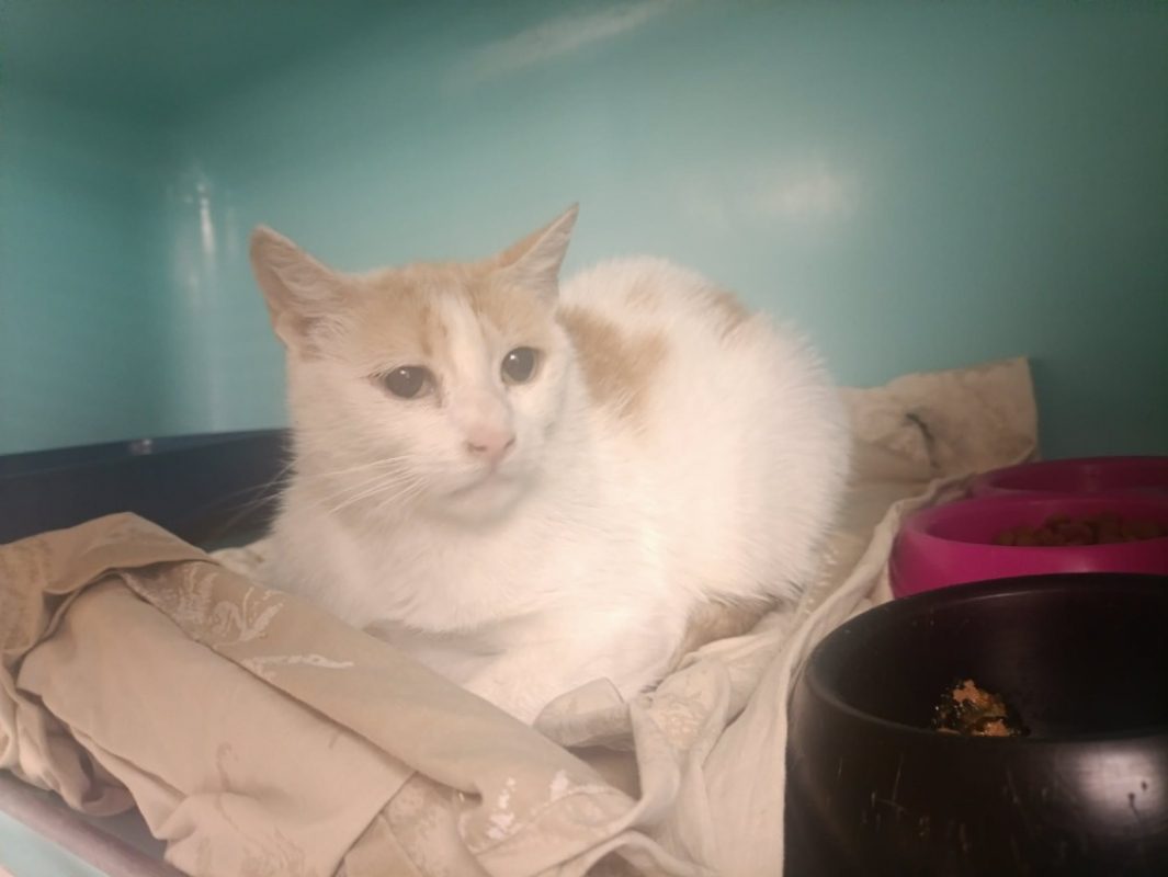Itsumi - Chat Européen à adopter