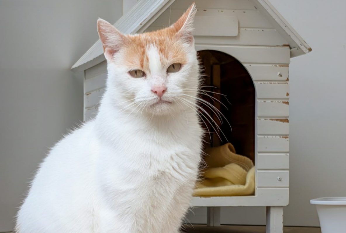 Itsumi - Chat Européen à adopter