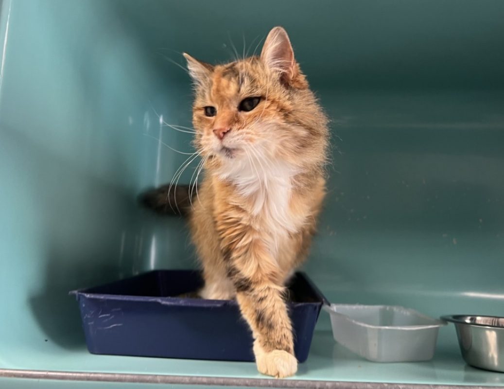 Camelia - Chat Européen à adopter