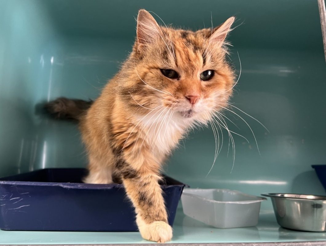 Camelia - Chat Européen à adopter - photo 2