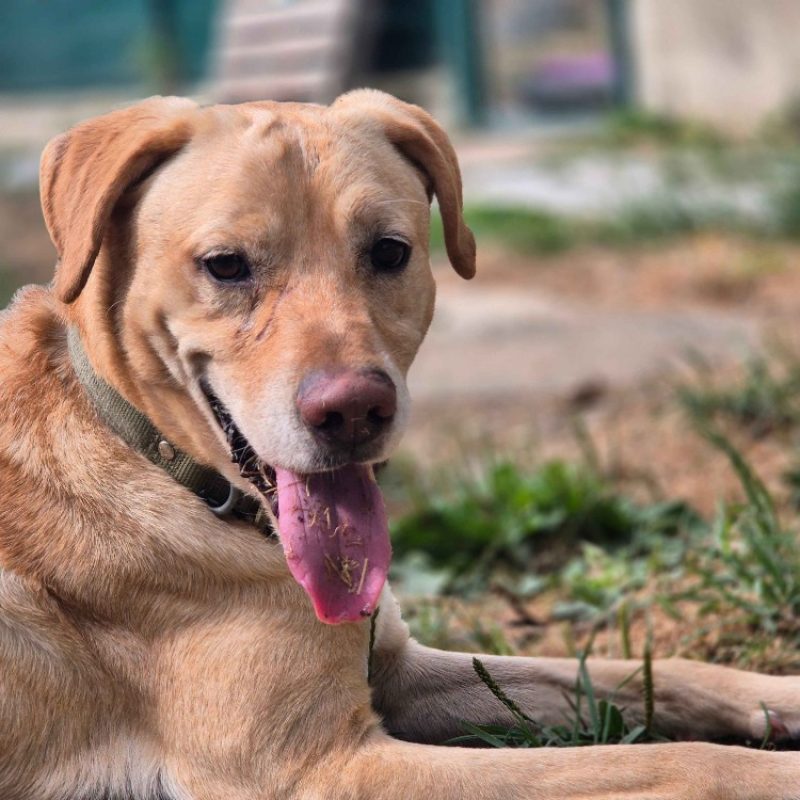 Max - Chien à adopter