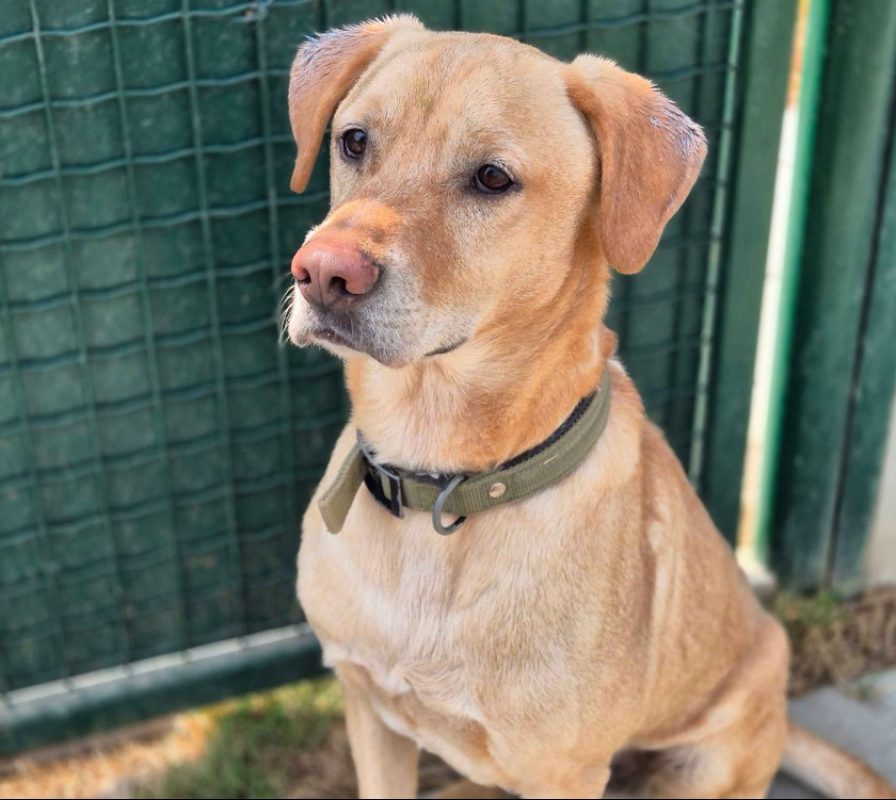 Max - Chien à adopter - photo 2