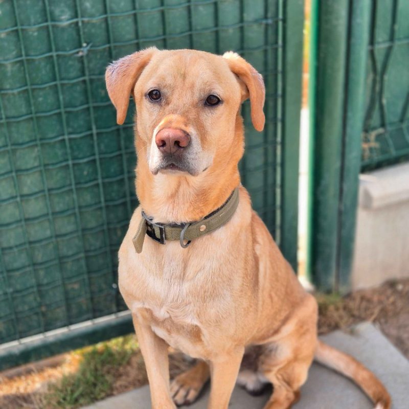 Max - Chien à adopter - photo 3