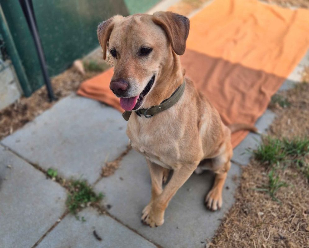 Max - Chien à adopter - photo 4
