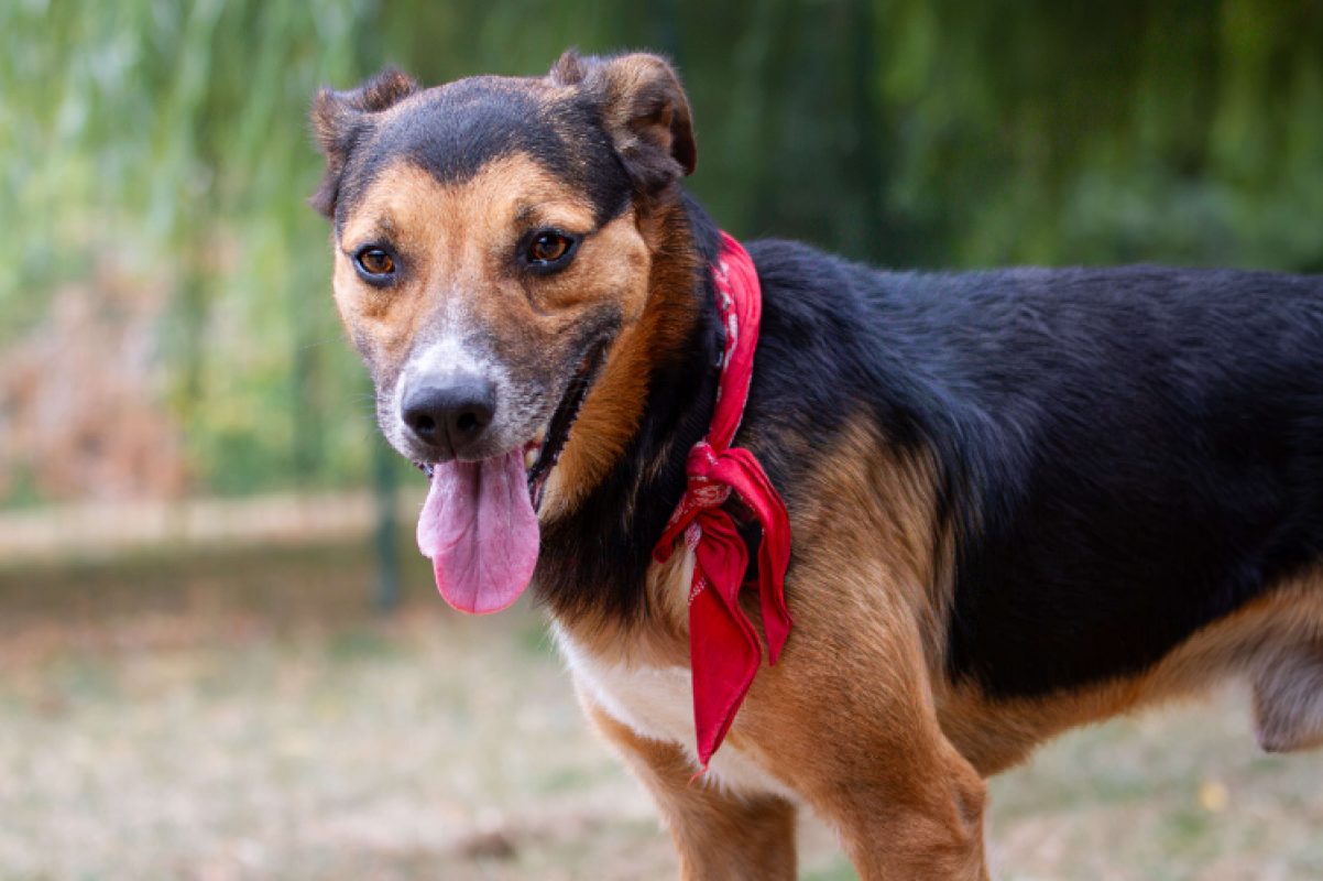 Newton - Chien à adopter