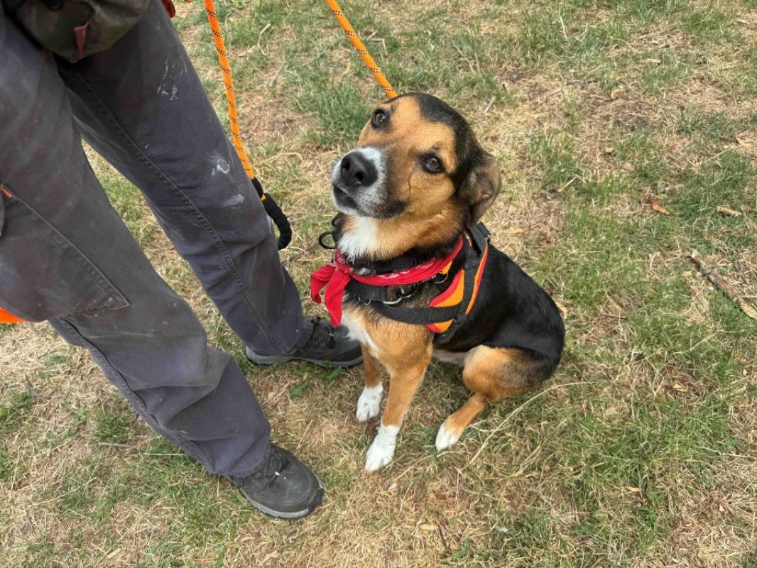 Newton - Chien à adopter - photo 6
