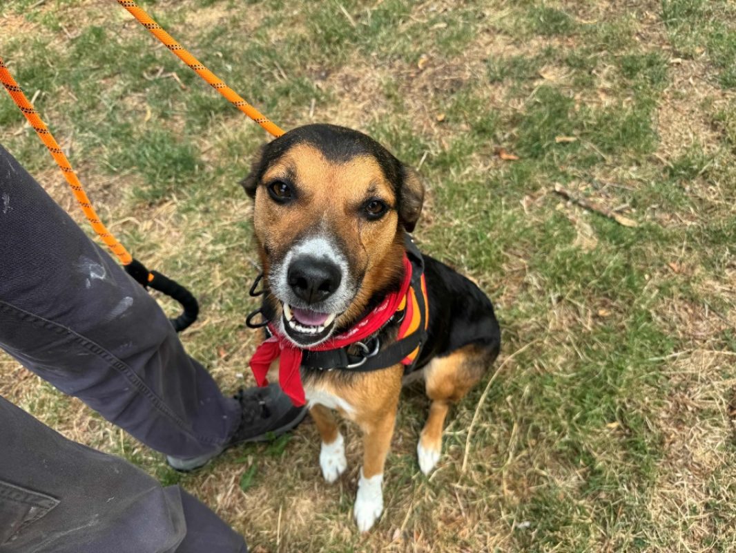 Newton - Chien à adopter - photo 8
