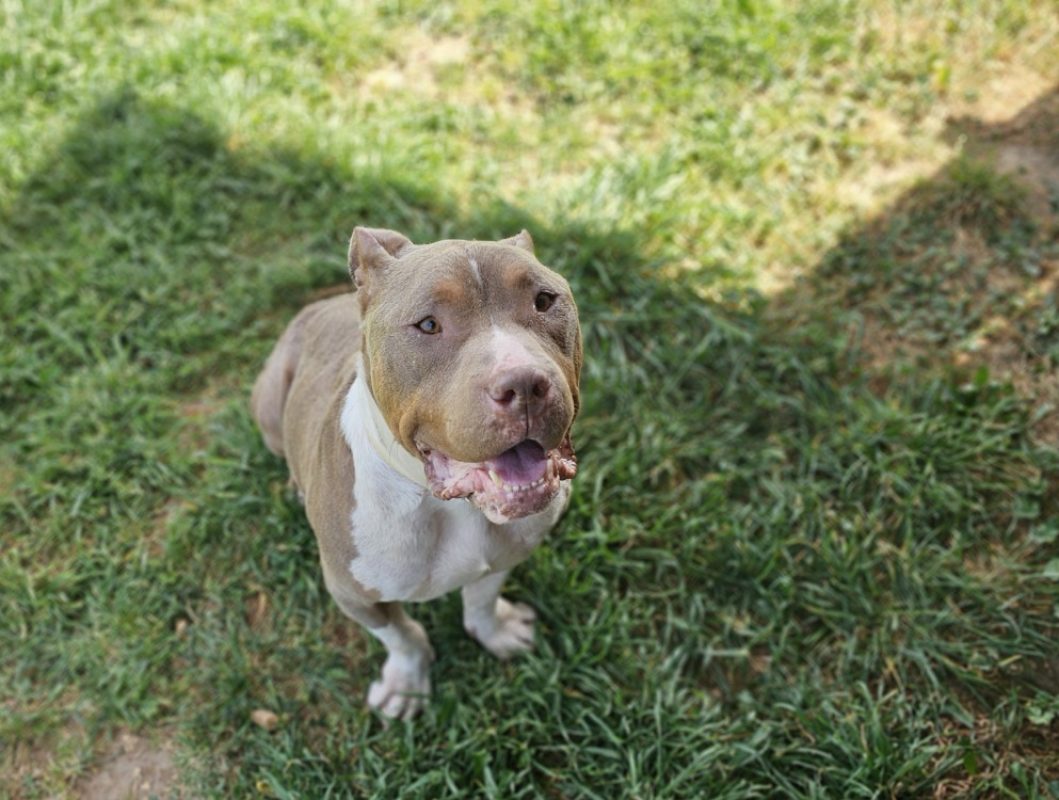 Snow - Chien American Bully à adopter