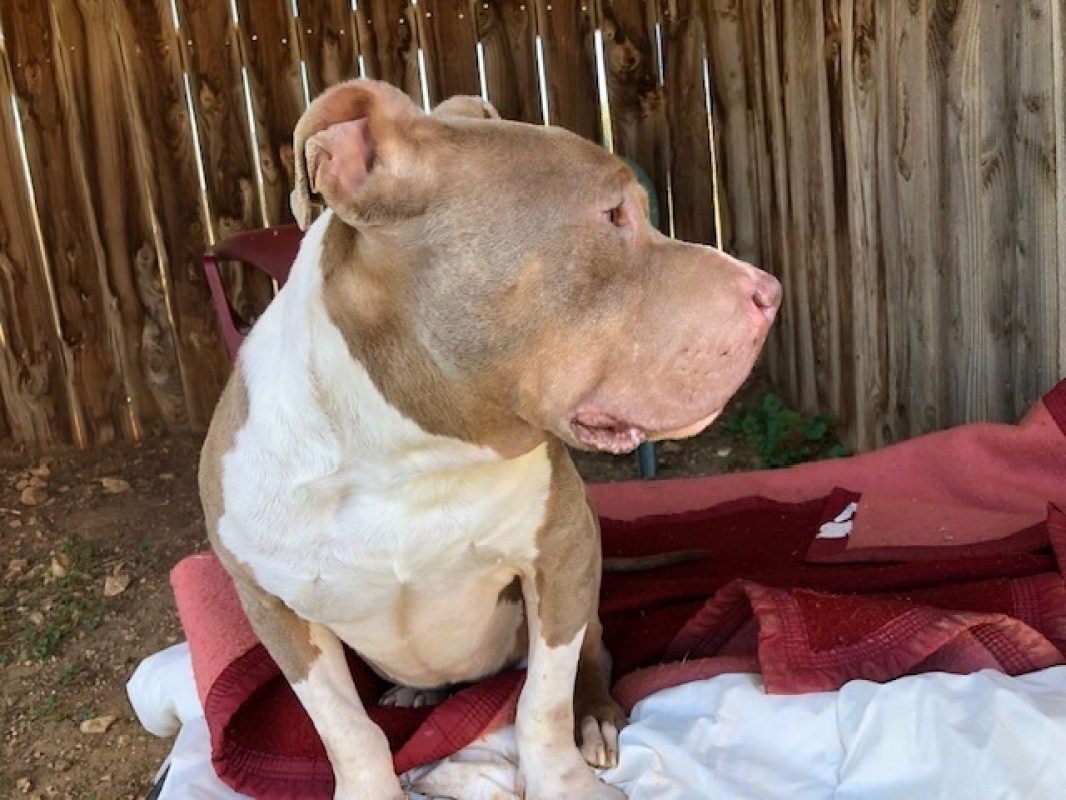 Snow - Chien American Bully à adopter - photo 2