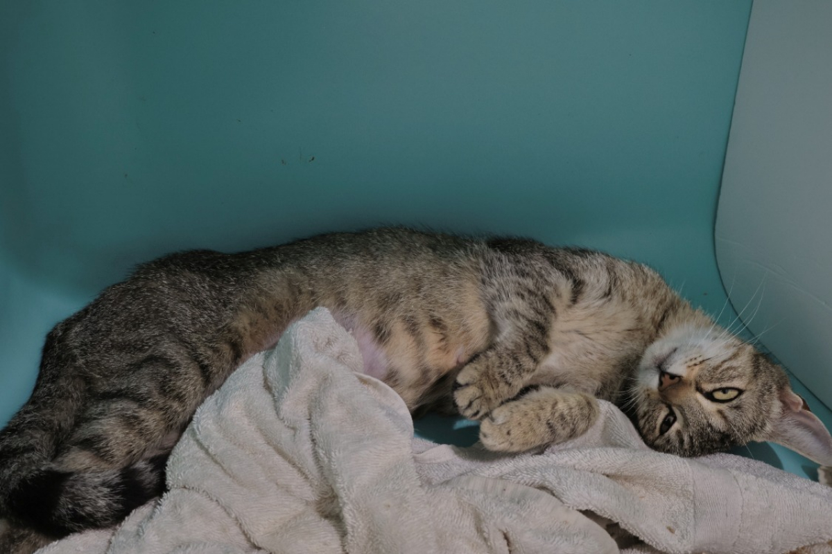 Photo #1 de Rajah