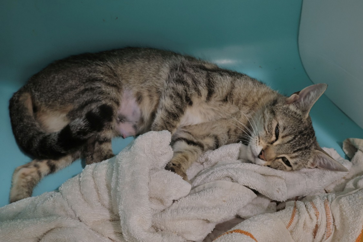 Photo #2 de Rajah