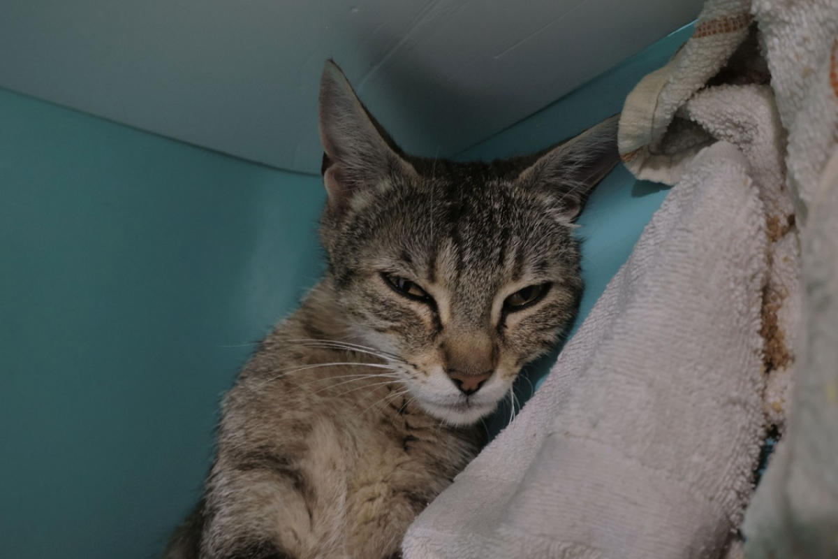 Photo #3 de Rajah