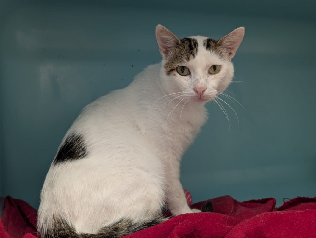 Photo #1 de Voltaire