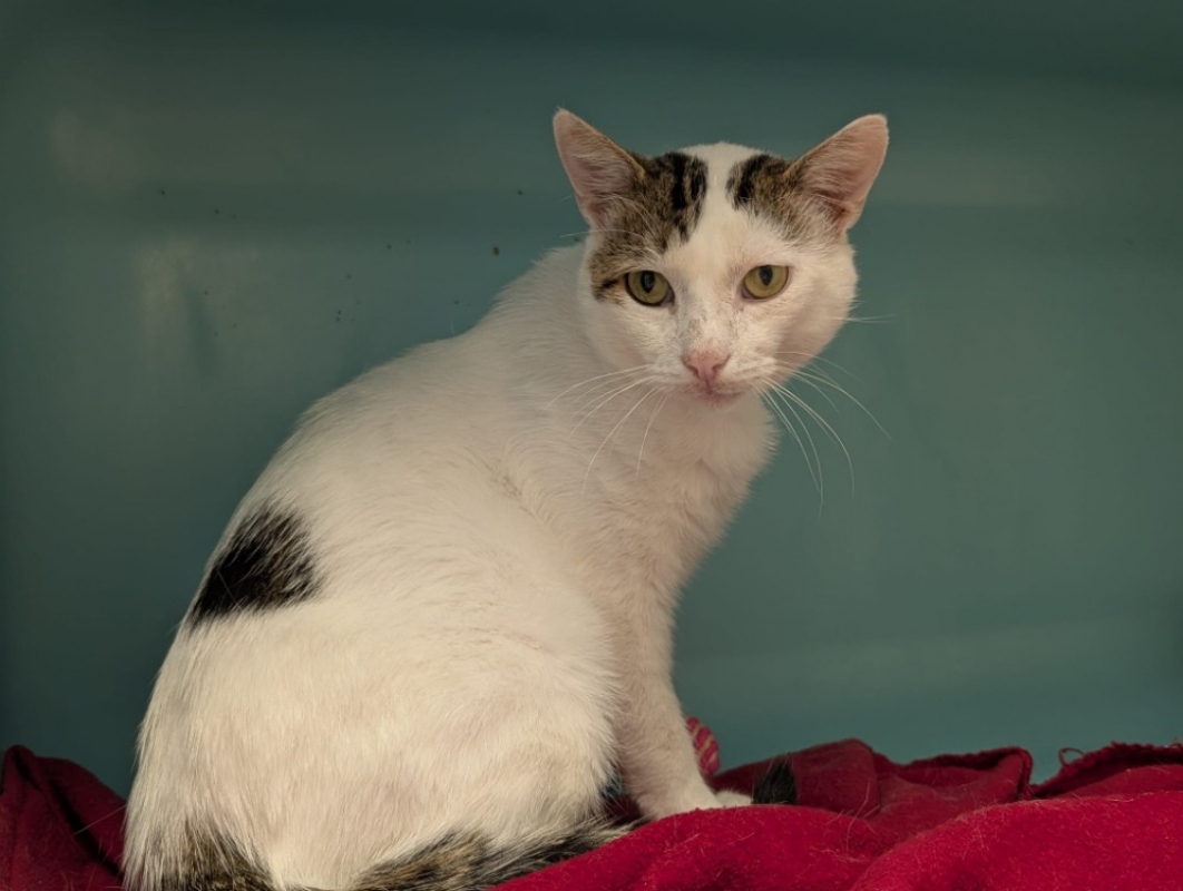 Photo #2 de Voltaire