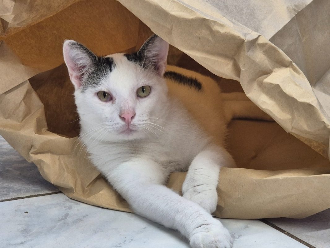 Adibou - Chat Européen à adopter