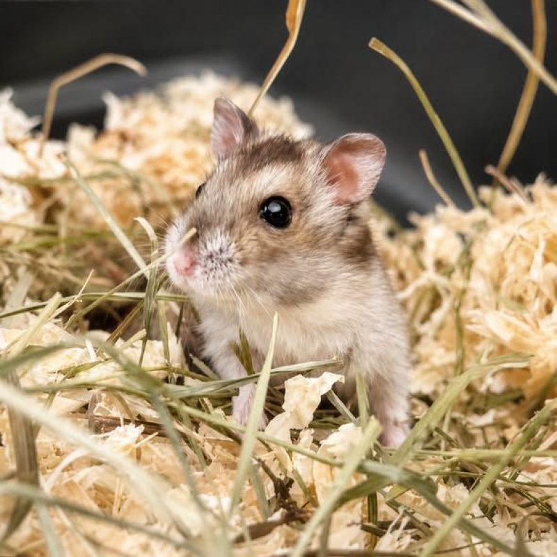 Photo #1 de hamster