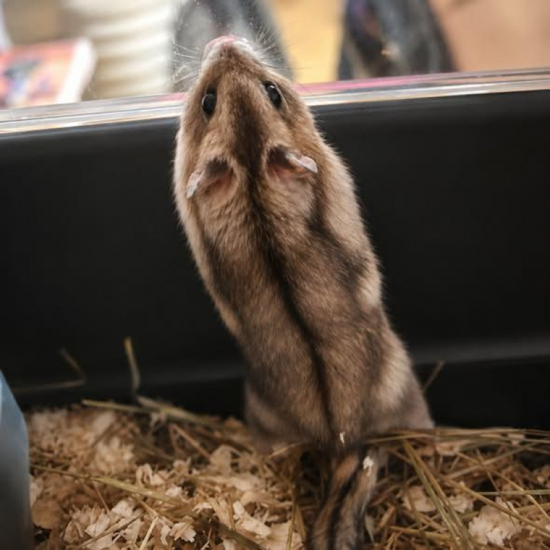 Photo #3 de hamster