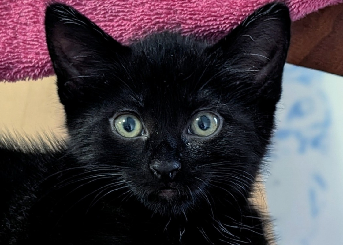 Photo de Tinky