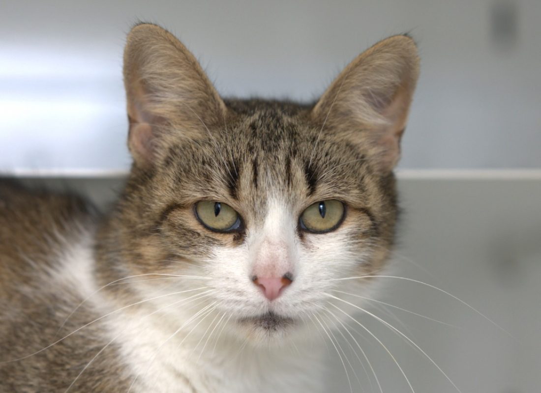Minette - Chat à adopter