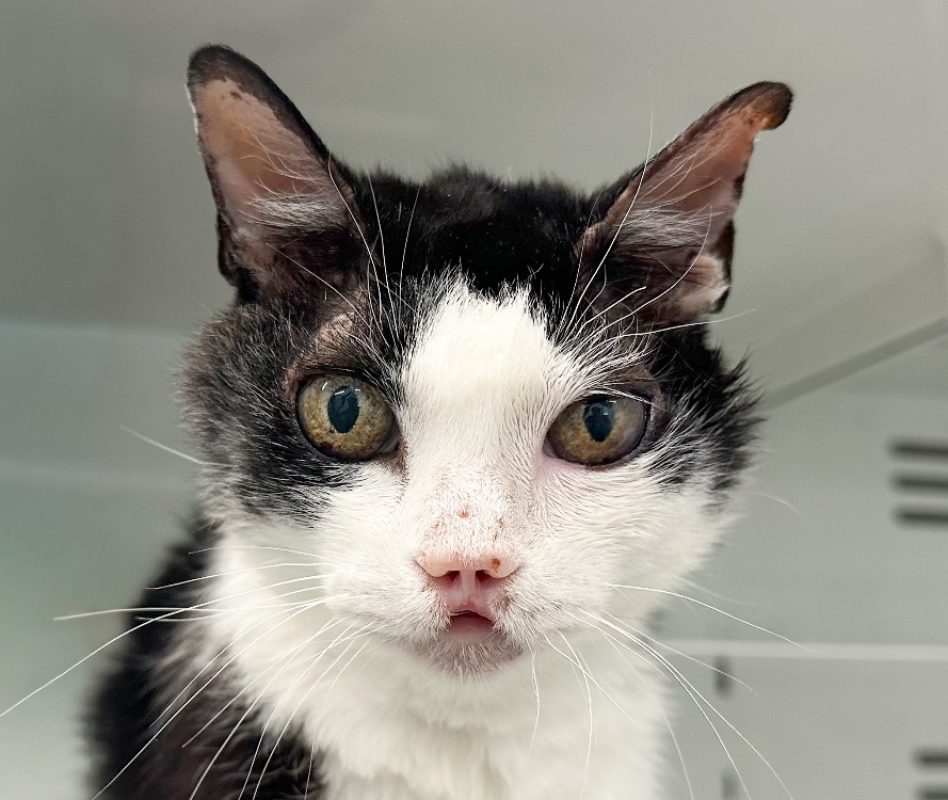 Kerby - Chat à adopter