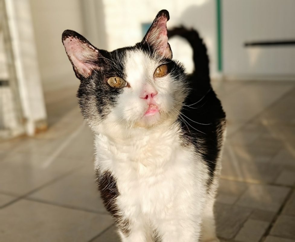 Kerby - Chat à adopter - photo 2