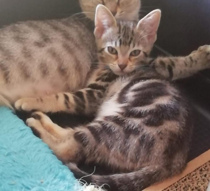 Indy - Chat Européen à adopter