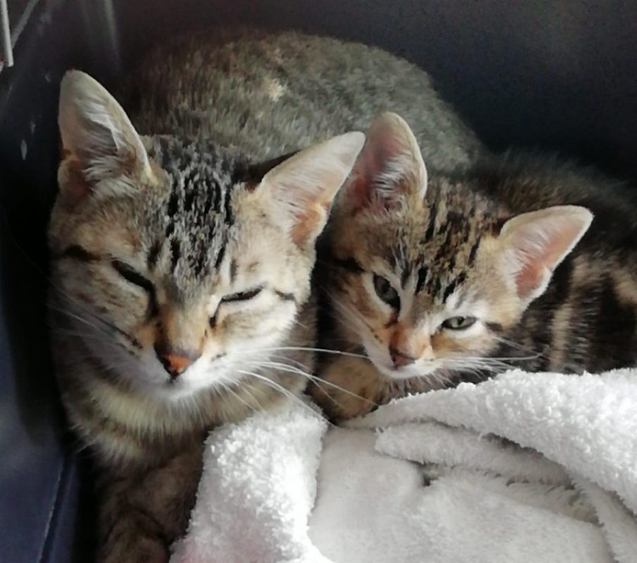 Indy - Chat Européen à adopter - photo 2