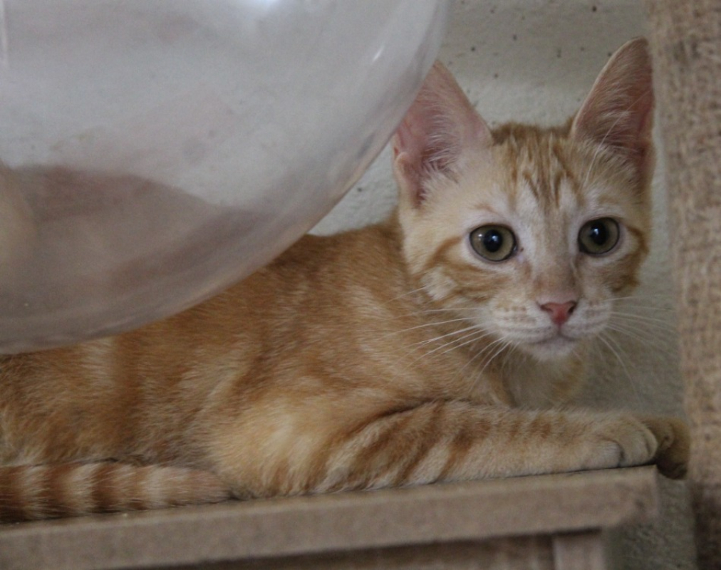 Photo de Pumpkin