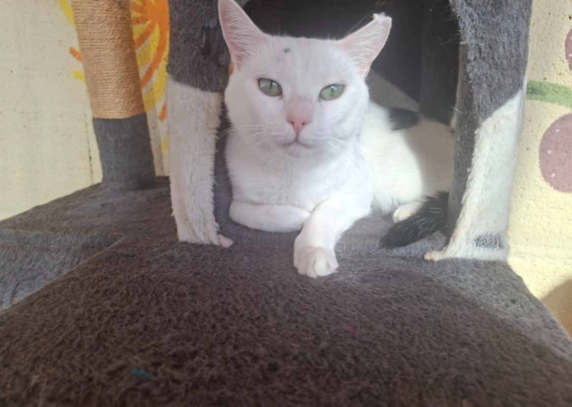 Photo #1 de Pitchounette