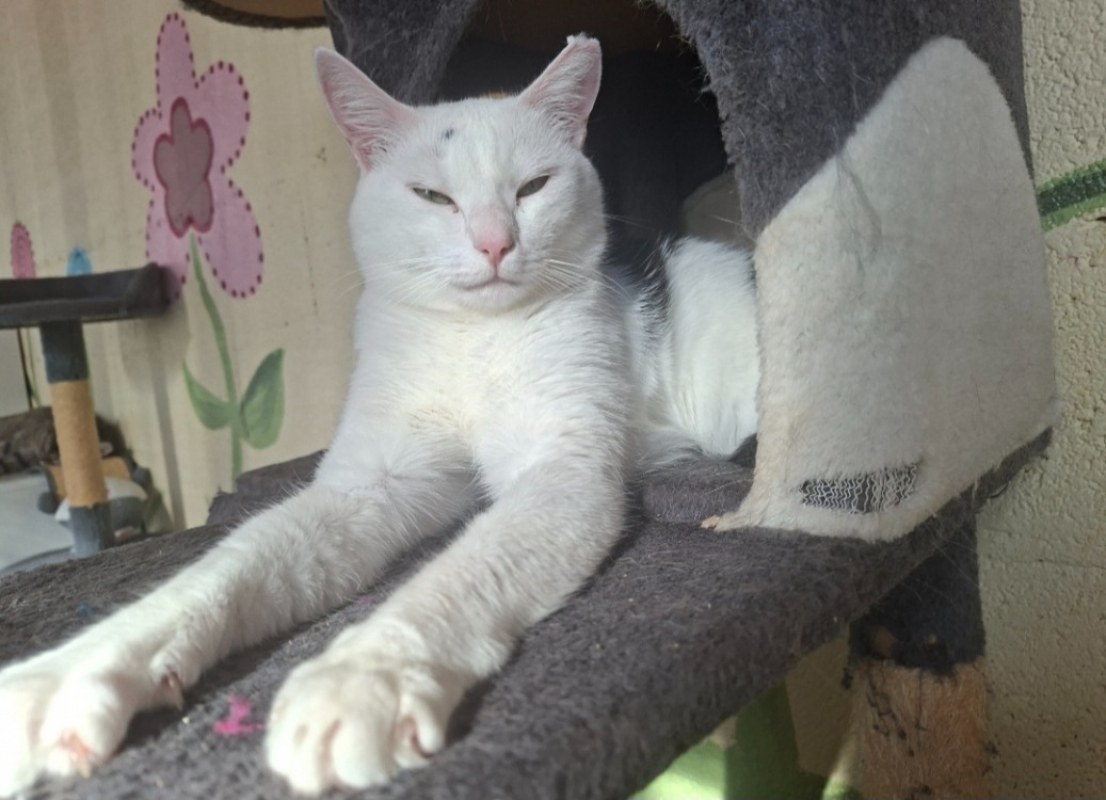 Photo #2 de Pitchounette