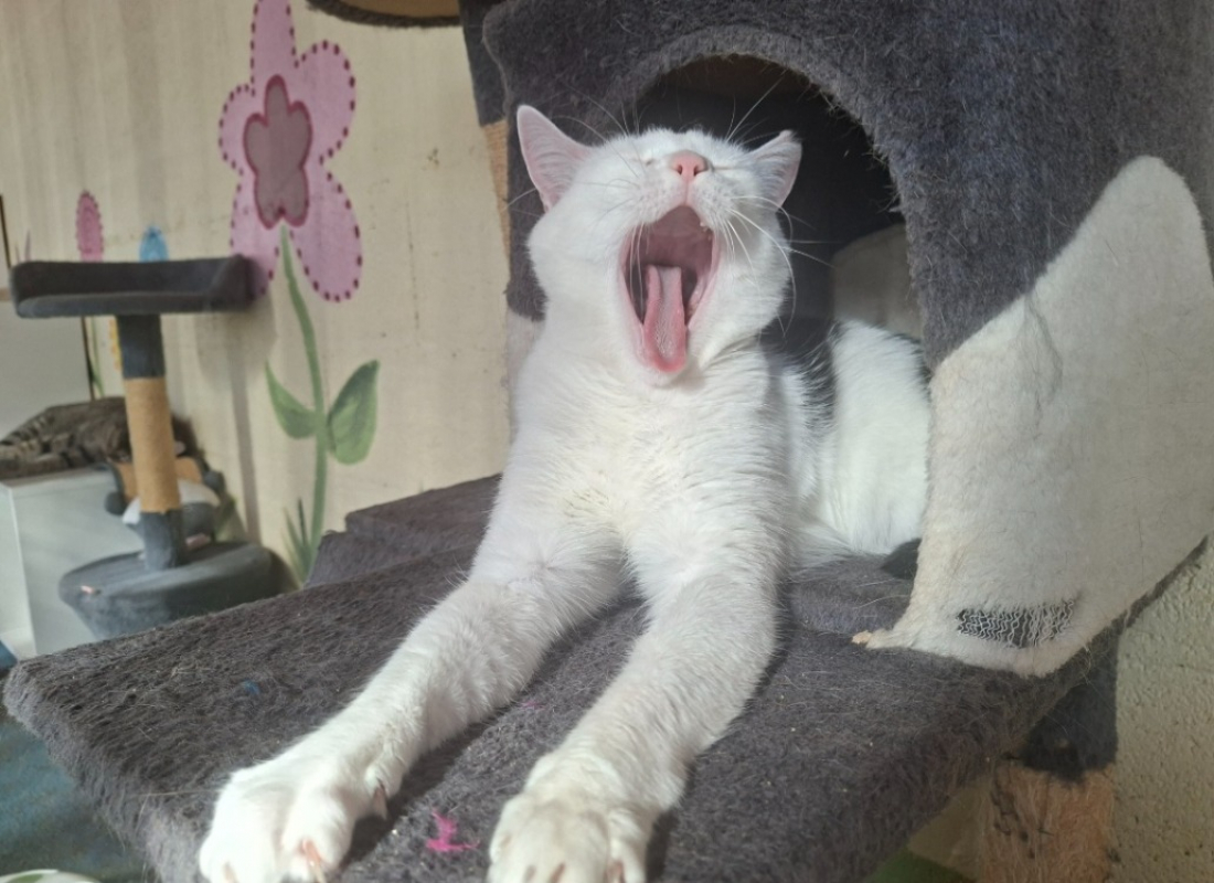 Photo #3 de Pitchounette