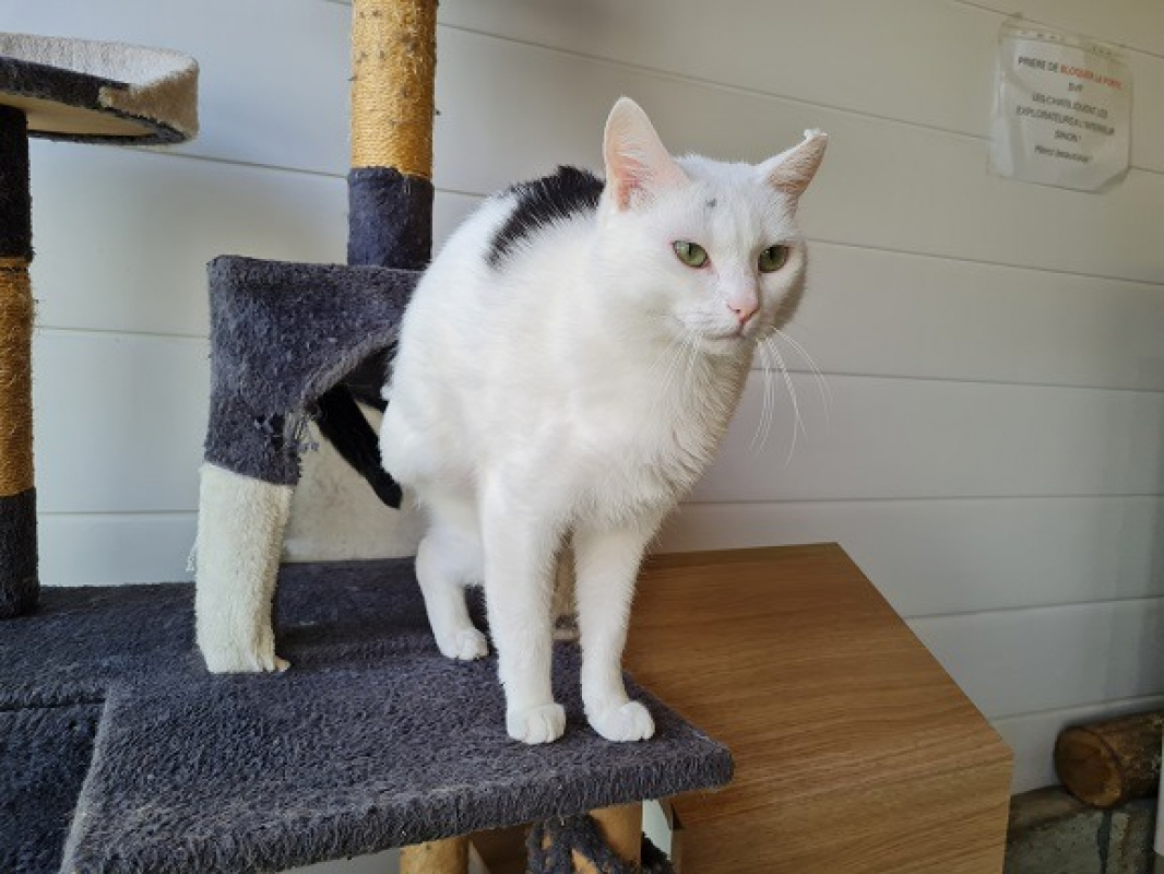 Photo #4 de Pitchounette