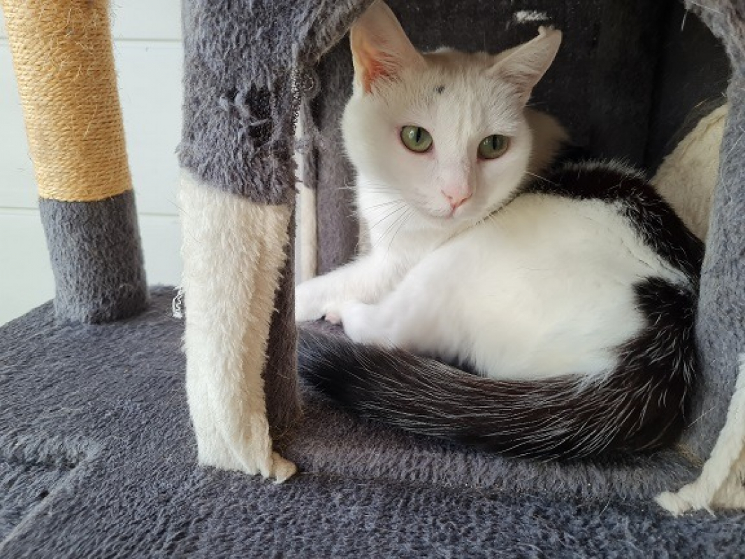 Photo #5 de Pitchounette