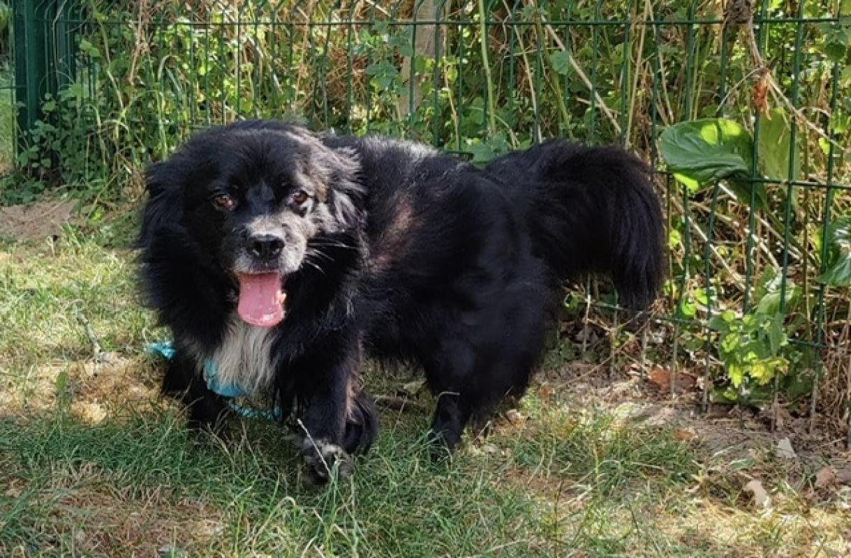 Photo #2 de Kovu