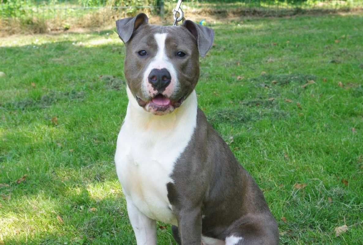 Poussin - Chien Bouledogue Américain à adopter