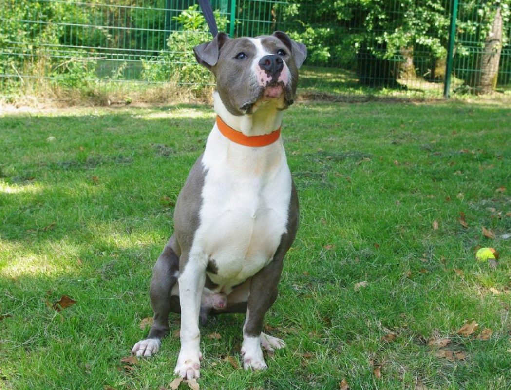 Poussin - Chien Bouledogue Américain à adopter - photo 2