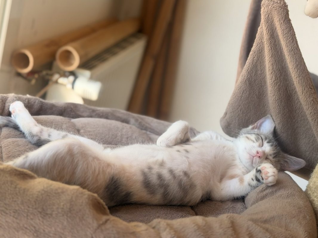 Glouglou - Chat Européen à adopter