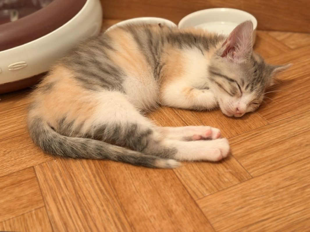 Glouglou - Chat Européen à adopter - photo 2