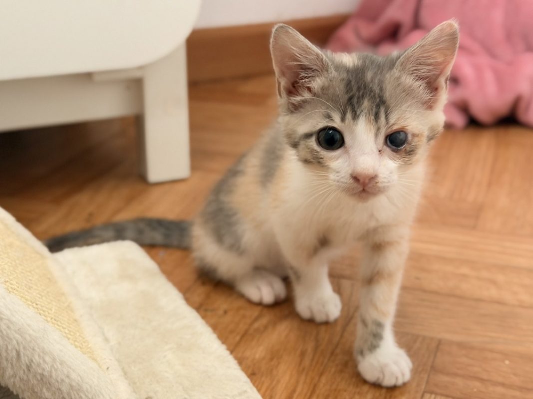 Glouglou - Chat Européen à adopter - photo 3