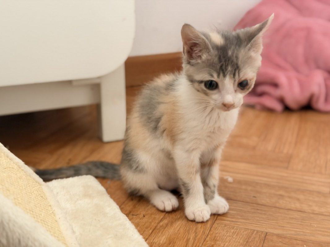Glouglou - Chat Européen à adopter - photo 4