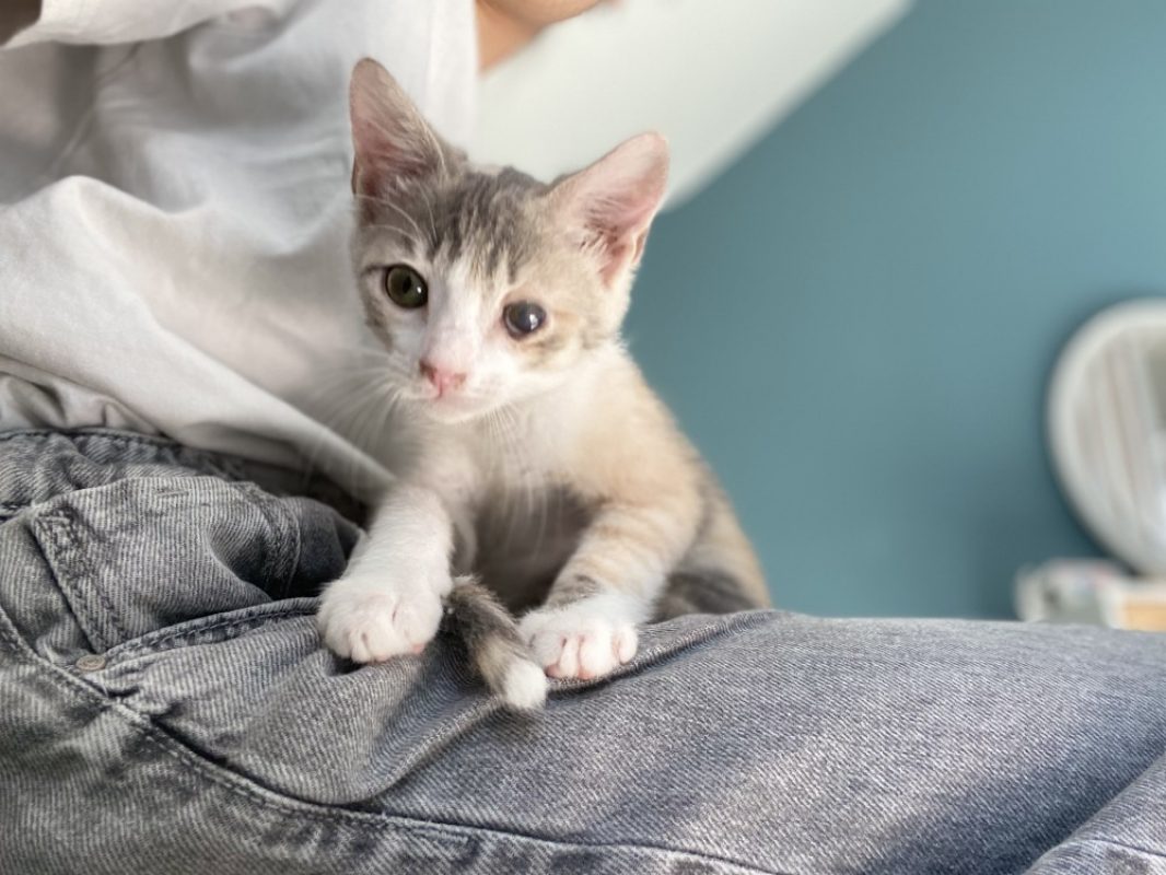 Glouglou - Chat Européen à adopter - photo 5