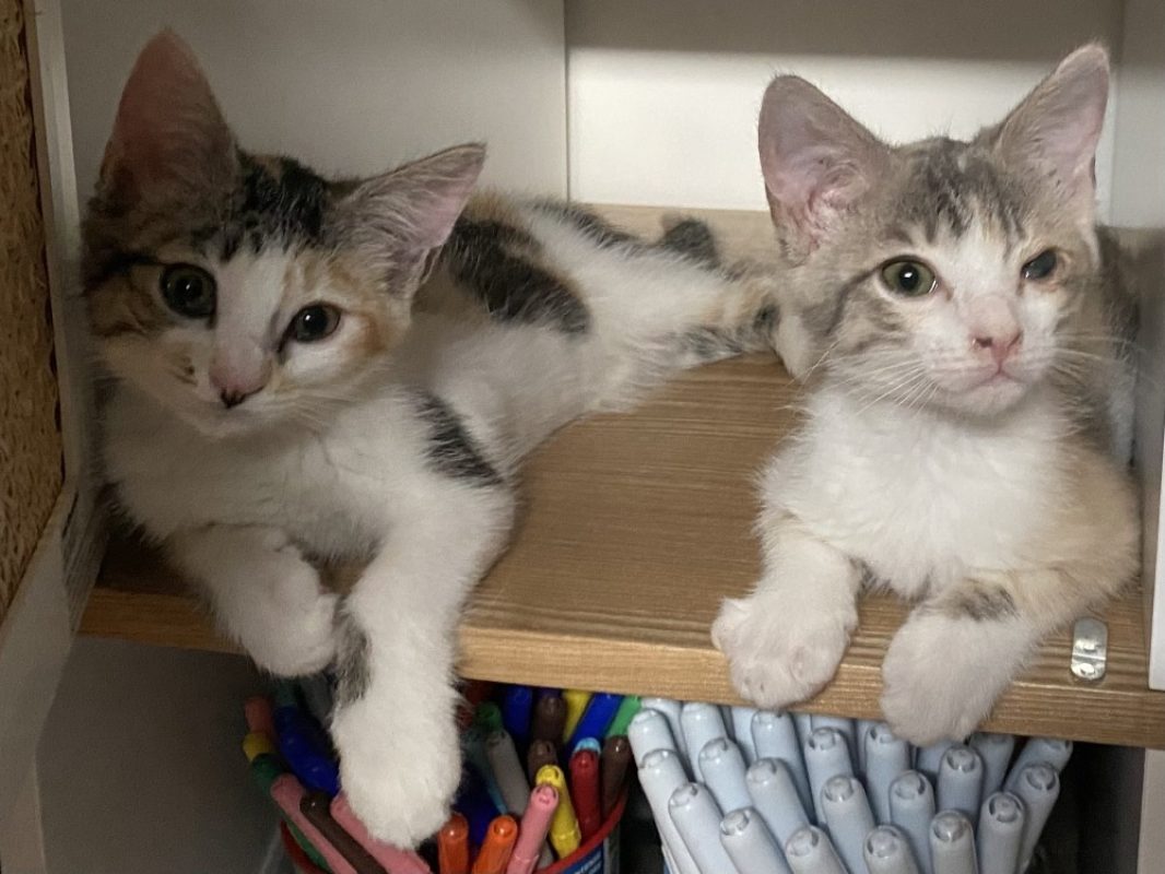 Glouglou - Chat Européen à adopter - photo 6