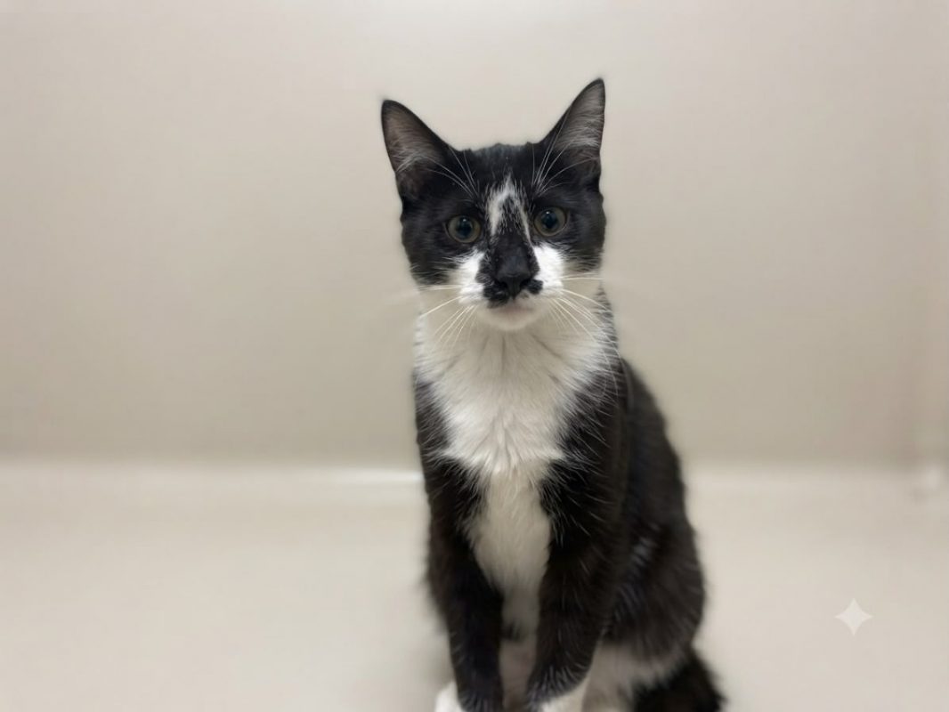 Tamy - Chat Européen à adopter