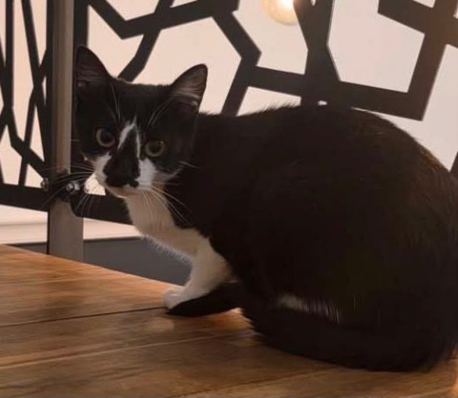 Tamy - Chat Européen à adopter - photo 2