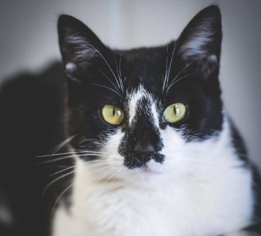 Tamy - Chat Européen à adopter