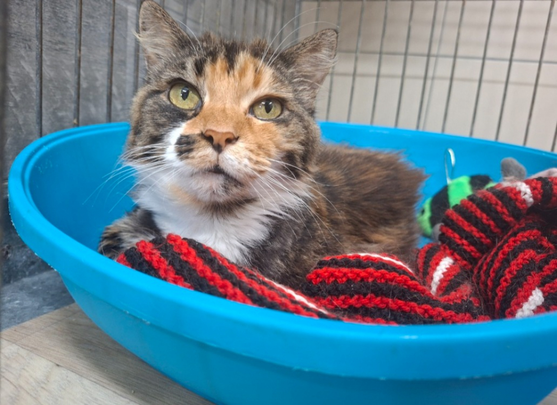 Photo #1 de Caline / promise - merci