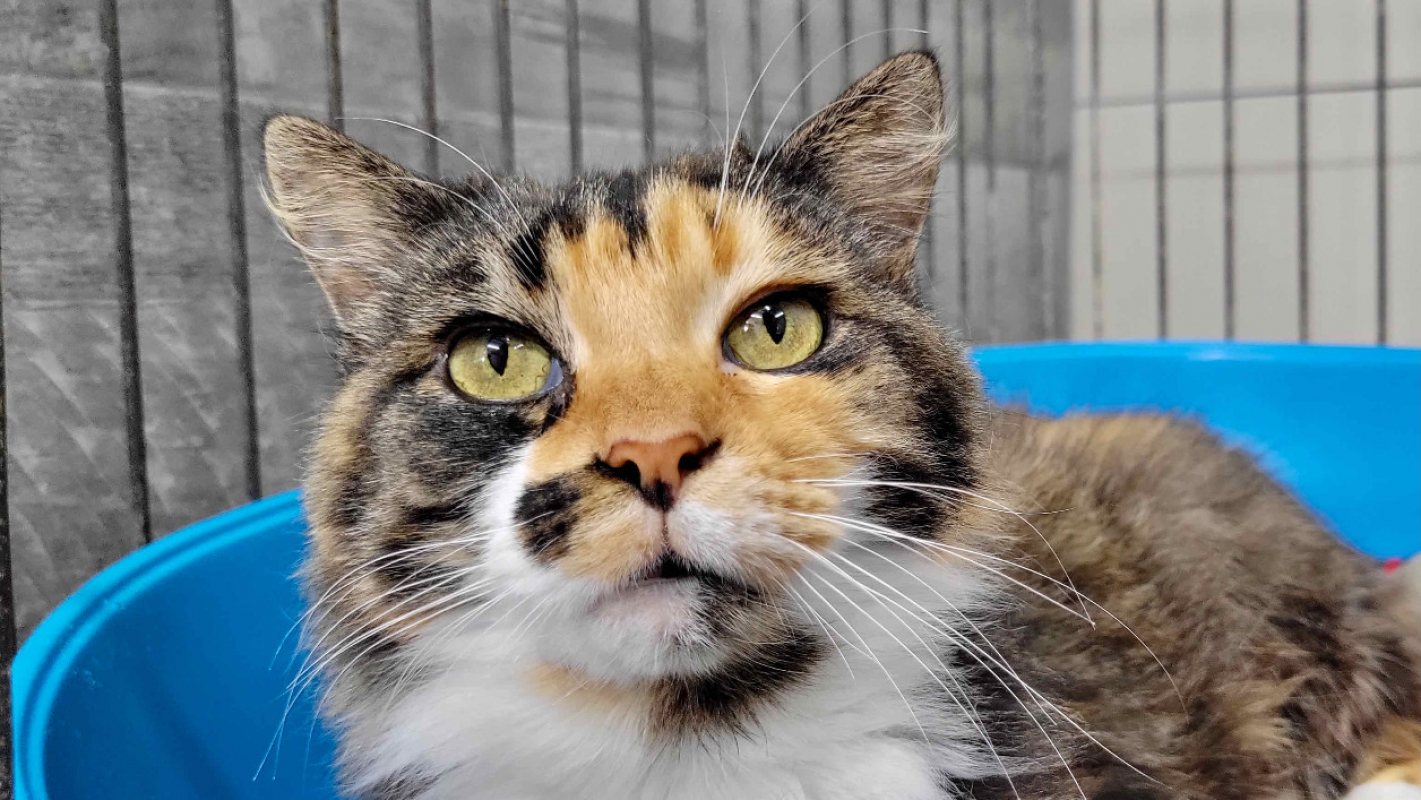 Photo #3 de Caline / promise - merci