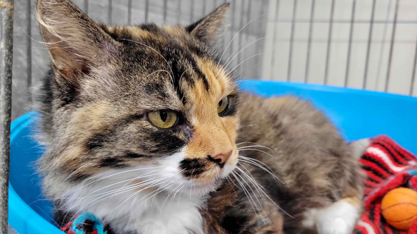 Photo #4 de Caline / promise - merci