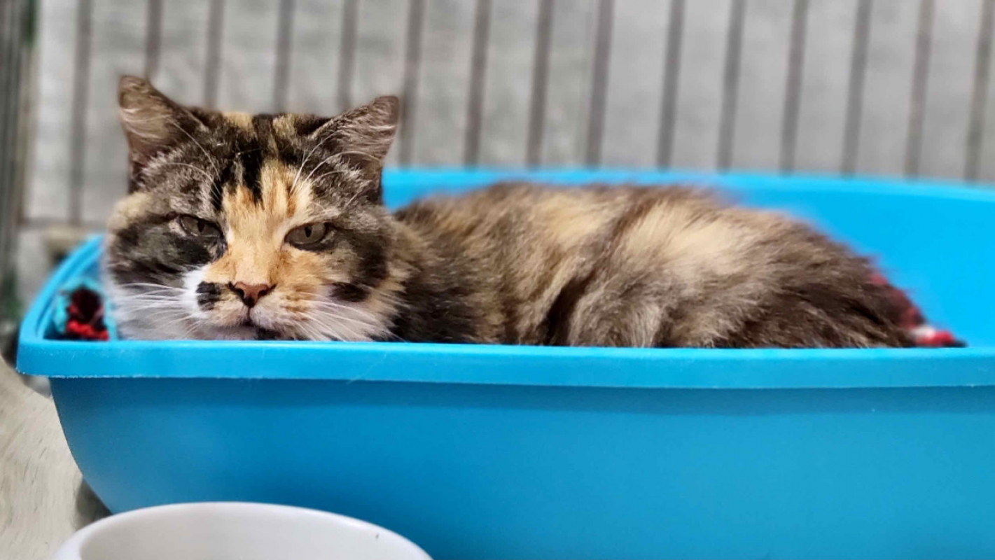 Photo #2 de Caline / promise - merci